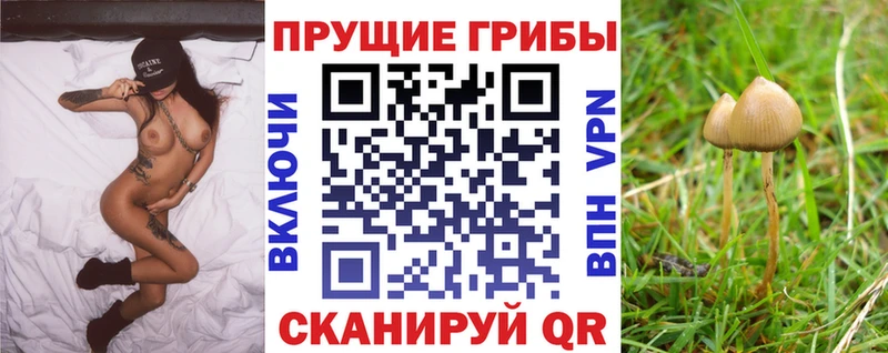 Купить закладки Магадан Галлюциногенные грибы MAGIC MUSHROOMS
